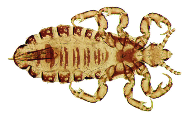 Pediculus humanus capitis (Kutu Kepala)